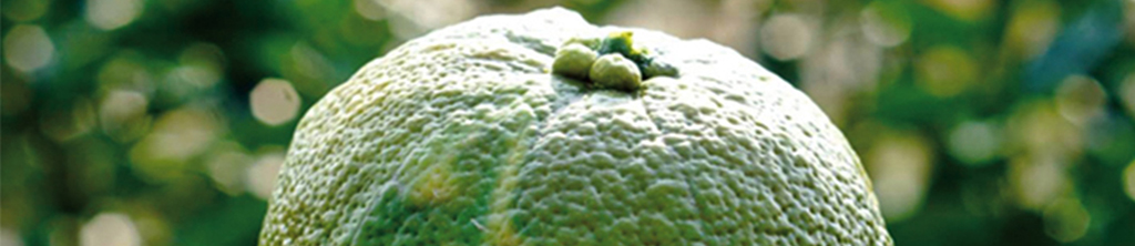 橙皮甙的知識應用