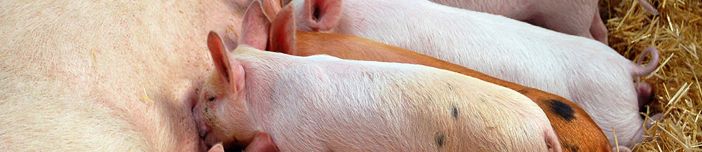 飼用天然提取物的應用