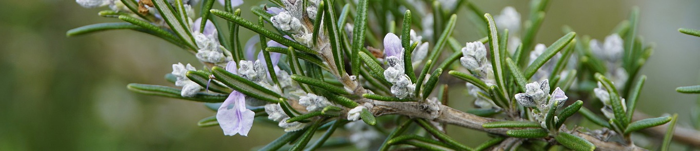 迷迭香提取物，“多命”的天然抗氧化劑