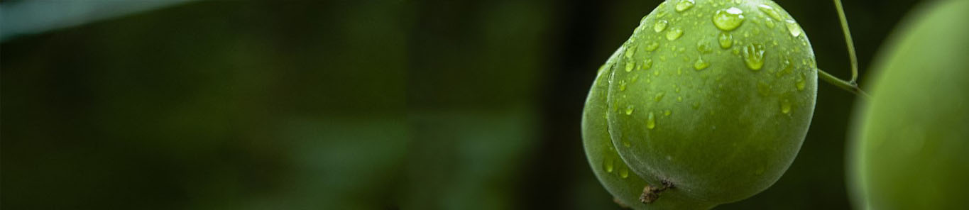 你需要知道的關(guān)于羅漢果提取物的一切