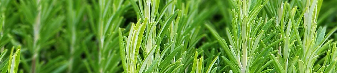 你所認知的迷迭香提取物是什么樣？