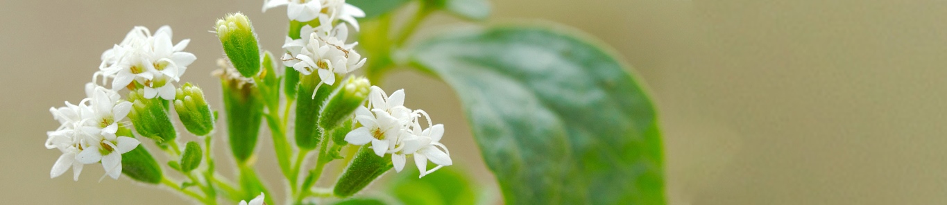 甜葉菊提取物逐漸成為甜味劑市場(chǎng)的新寵