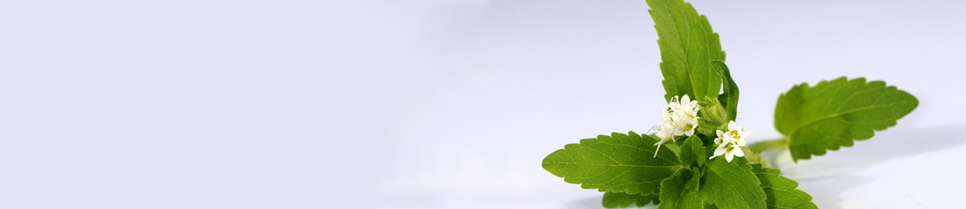 甜葉菊提取物為何深受?chē)鴥韧庀矚g？