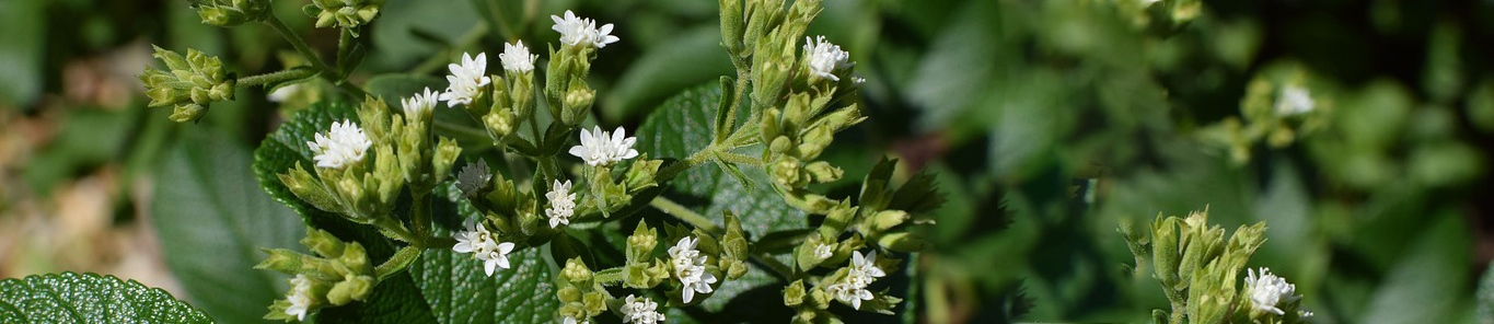 甜葉菊糖苷——“0糖”飲品市場(chǎng)的秘密
