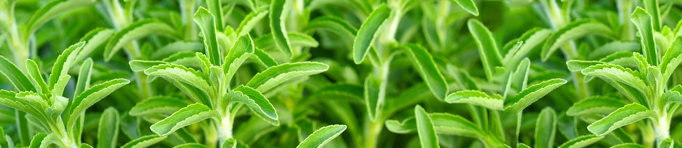 迷迭香提取物，向天然靠近的食品添加劑