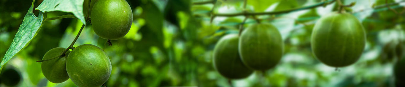 羅漢果提取物是如何產(chǎn)生甜味的？