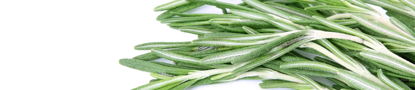 護膚界大咖——迷迭香提取物