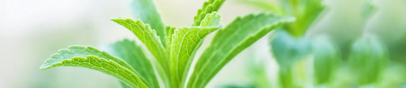 你需要知道的，有關(guān)甜菊糖苷的一切