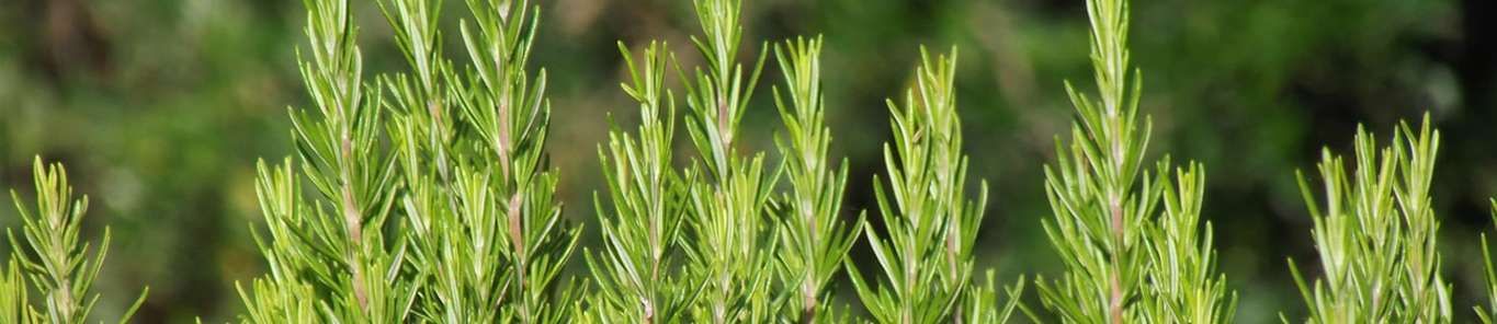 迷迭香提取物未來(lái)應用前景怎么樣？