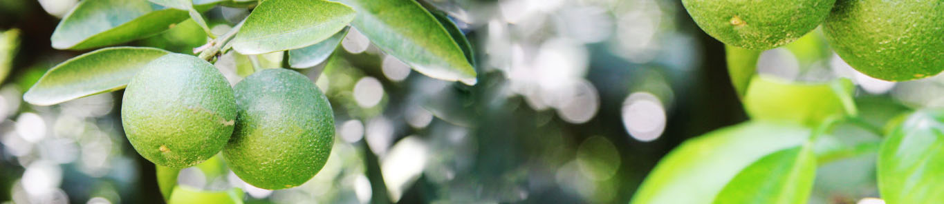 橙皮甙是如何幫助保護心血管疾病的？