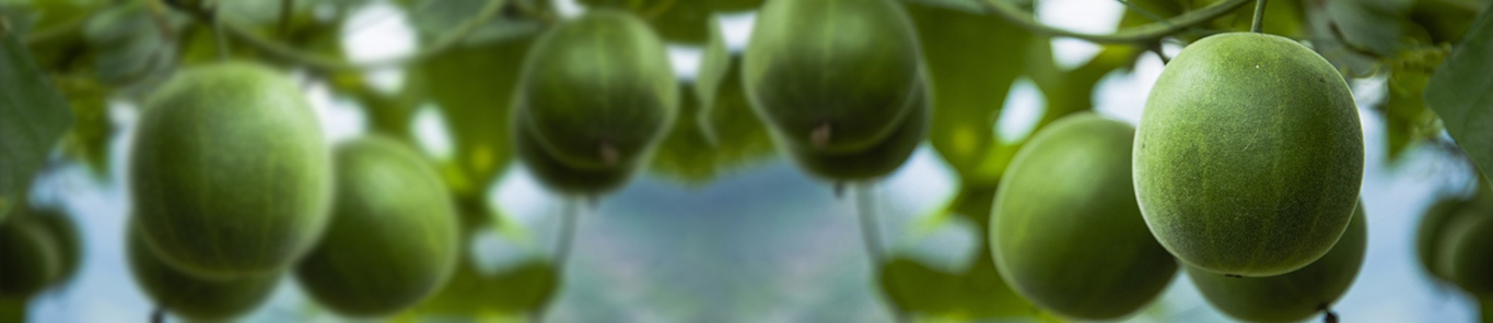 羅漢果是如何走向世界的？