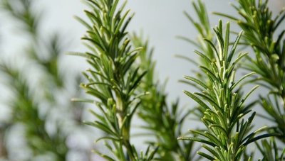 天然抗氧化劑的絕佳選擇——迷迭香提取物迷迭香酸