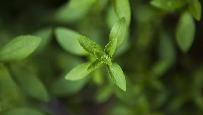 天然的甜葉菊提取物：比普通蔗糖甜度高300倍，還具有熱量低