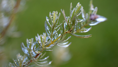 為什么人們如此喜歡迷迭香精油？
