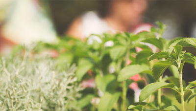 糖草甜葉菊提取物甜味劑：天然、綠色、低熱量、高甜度的來(lái)源