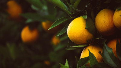 枳實(shí)提取物——地奧司明