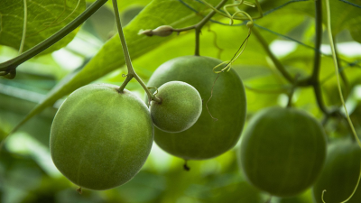 羅漢果提取物甜味劑——羅漢果甜苷的應用