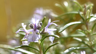 從古至今的寶藏——迷迭香提取物