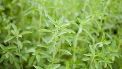 甜葉菊提取物在護膚領(lǐng)域的應用