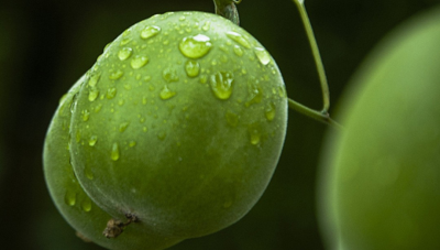 羅漢果提取物甜味劑，“減糖不減甜”