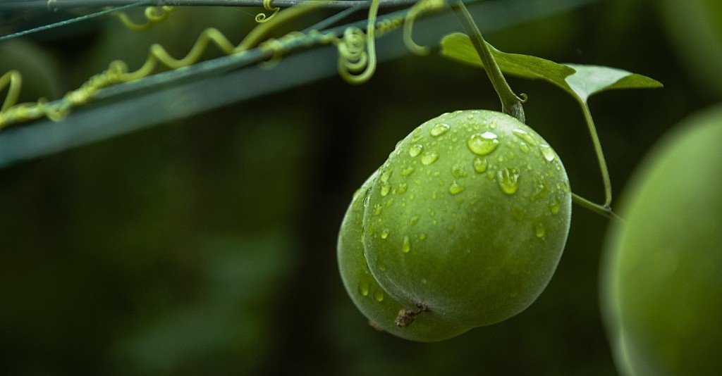 羅漢果甜苷l(shuí) 羅漢果甜苷l(shuí)