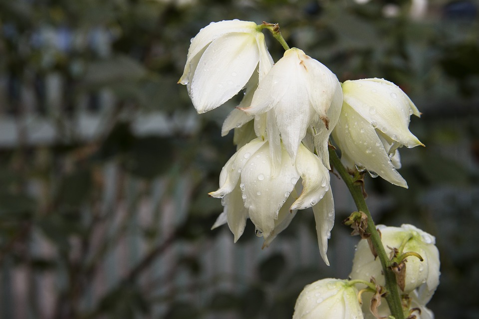 flowers-3502371_960_720 flowers-3502371_960_720