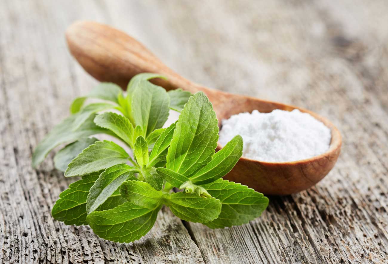 stevia-plant stevia-plant