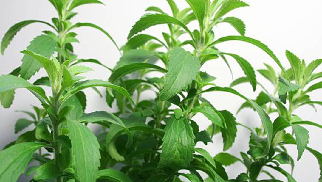 甜葉菊提取物——甜菊糖苷