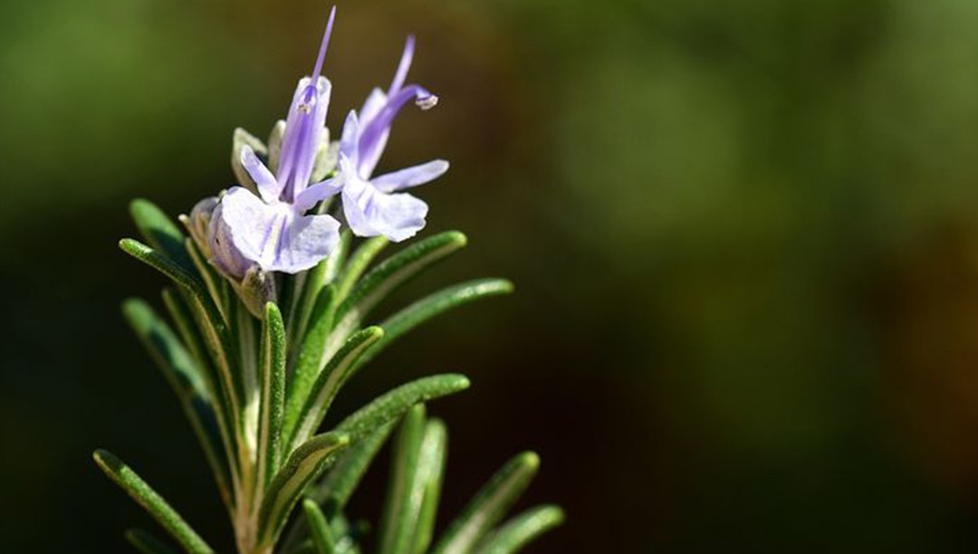 迷迭香提取物是誘食劑嗎？迷迭香提取物在寵物食物中充當什么角色？