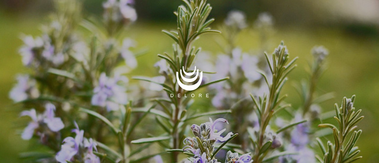 來(lái)自地中海的天然防腐劑：迷迭香提取物