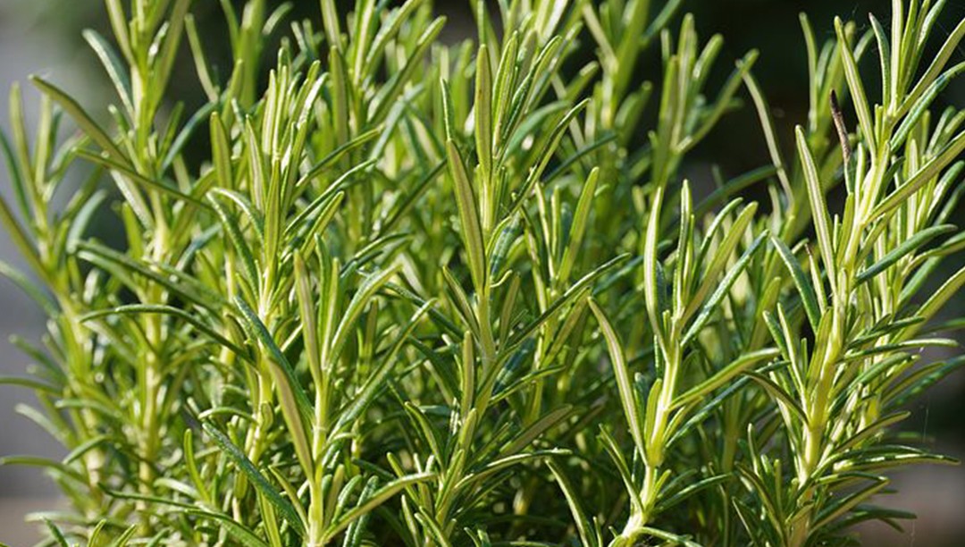 迷迭香提取物在肉制品中的應用——天然抗氧化劑