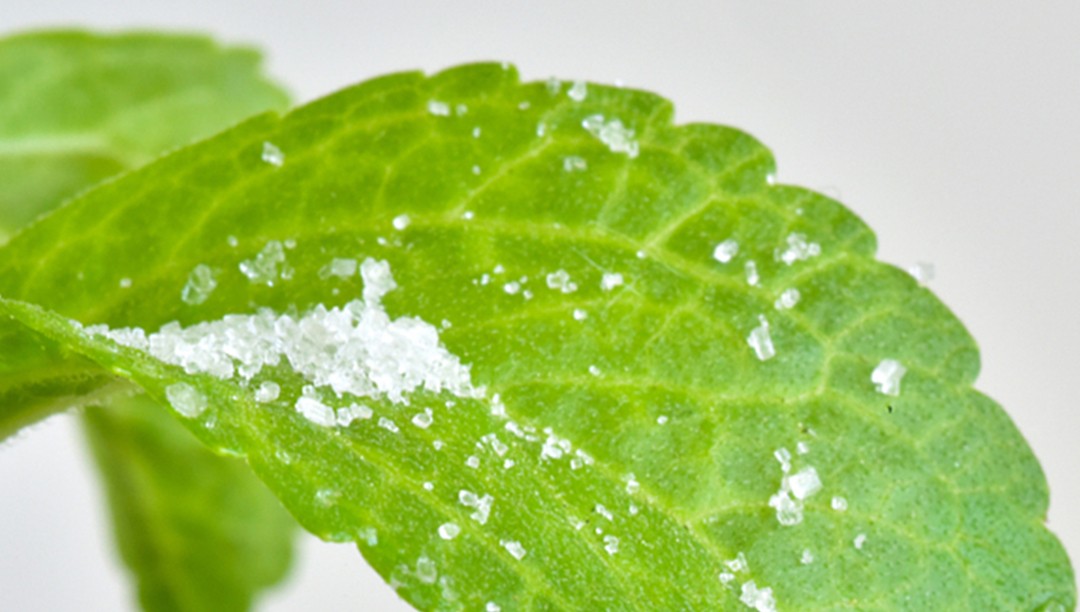 告別化學(xué)成分，用迷迭香純露打造健康肌膚