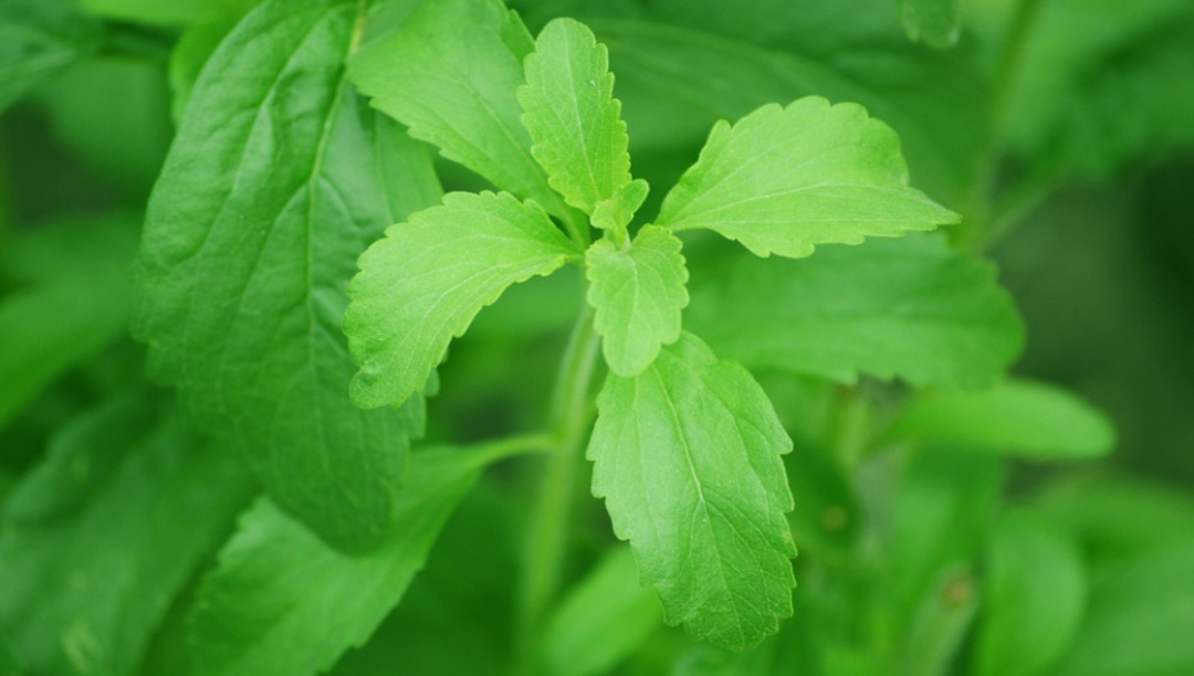 甜葉菊提取物——天然甜味制造