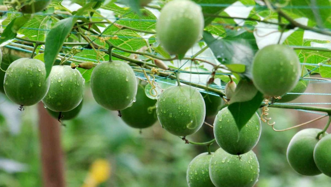 羅漢果提取物的成分和應用