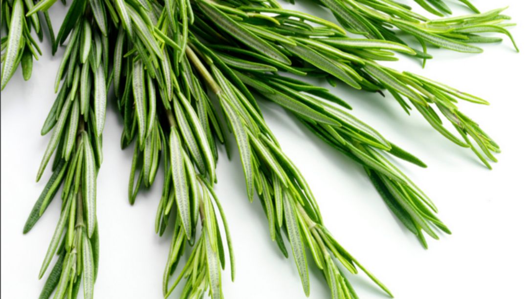 迷迭香純露：一種天然、芳香、多效的植物水