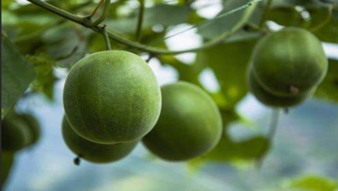 羅漢果在生活中的應用和未來(lái)前景