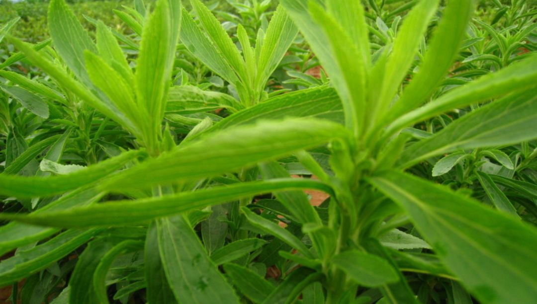 甜葉菊提取物：甜味和健康共存