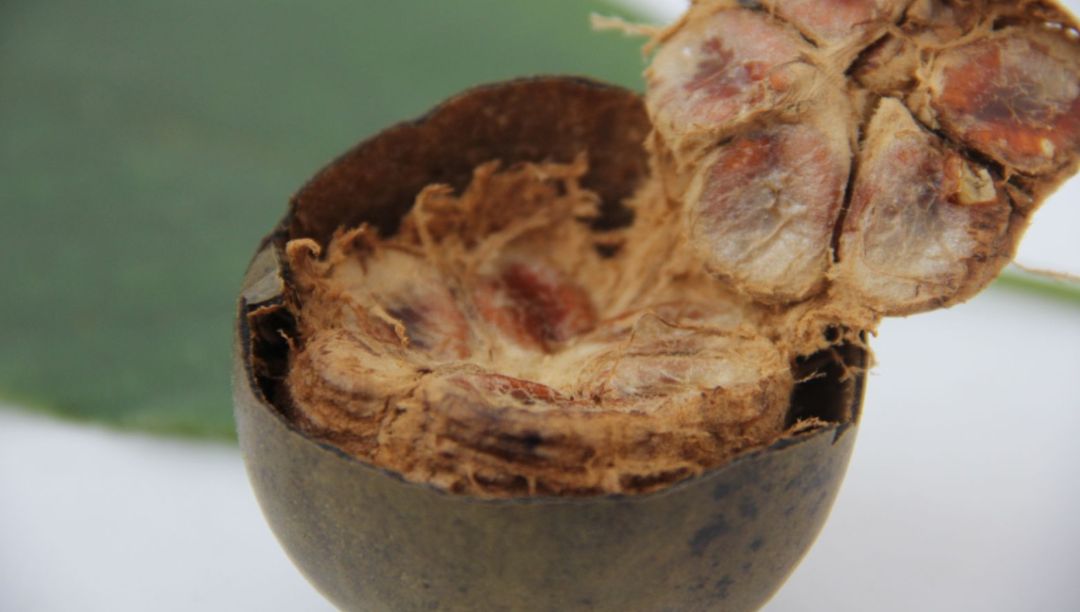 羅漢果提取物：高強度甜味劑的新星