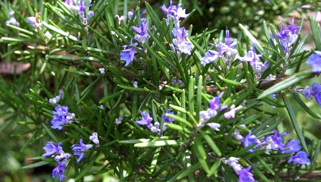 迷迭香提取物：一種天然的食品防腐劑和抗氧化劑