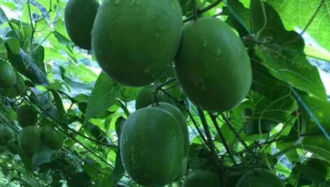 羅漢果提取物：一種高甜度、低熱量、多功能的天然甜味劑