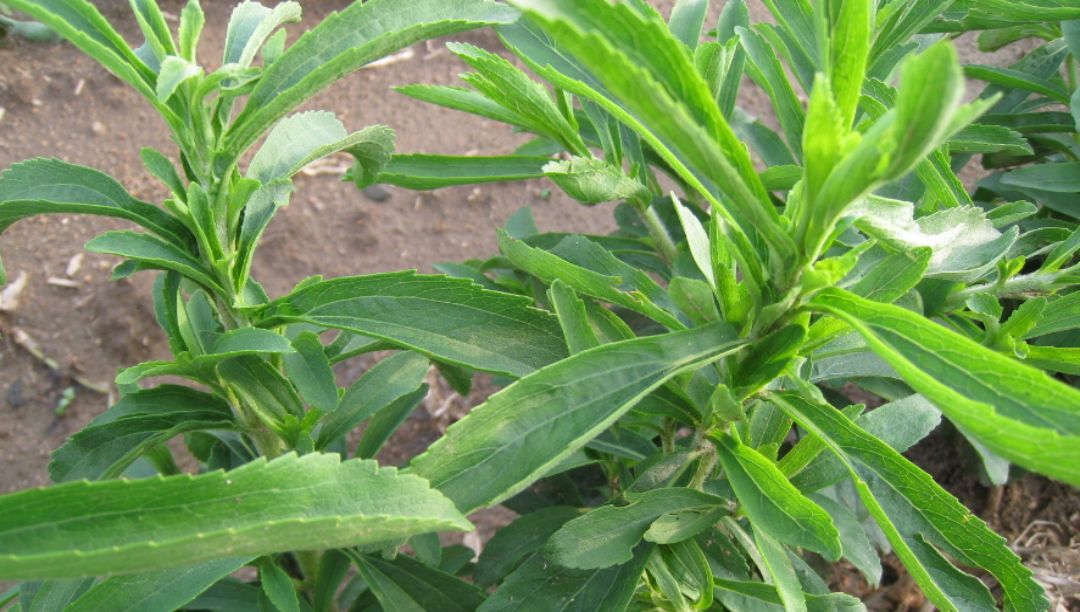 甜葉菊提取物：一種天然的甜味劑和功能性成分