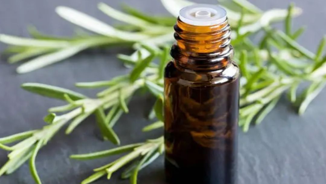 迷迭香精油：一種清新芳香的多功能精油