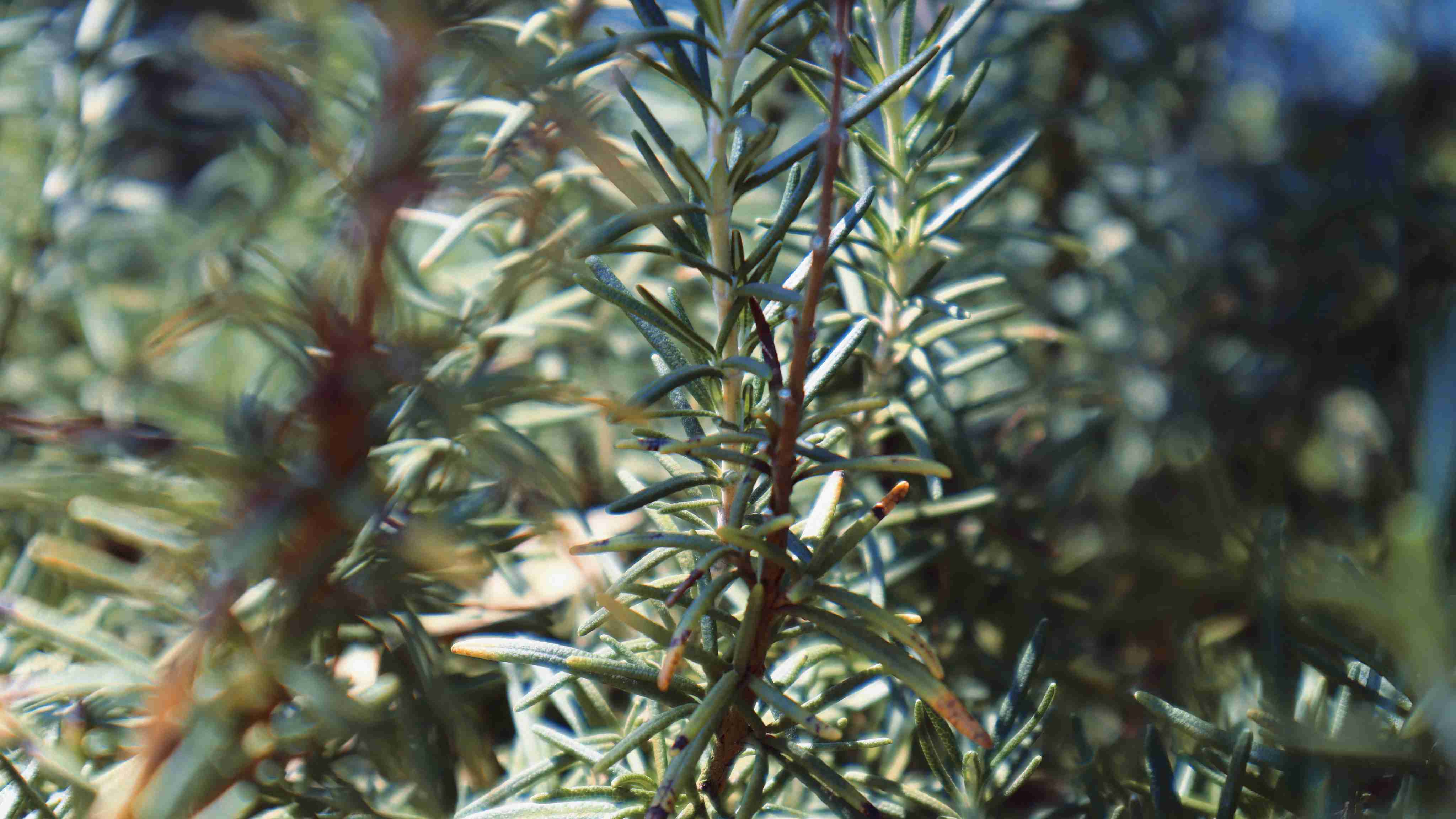 迷迭香酸的魅力，這些行業(yè)都離不開(kāi)它！