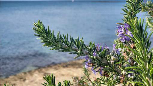 迷迭香原料產(chǎn)地：香氣與美味的源泉