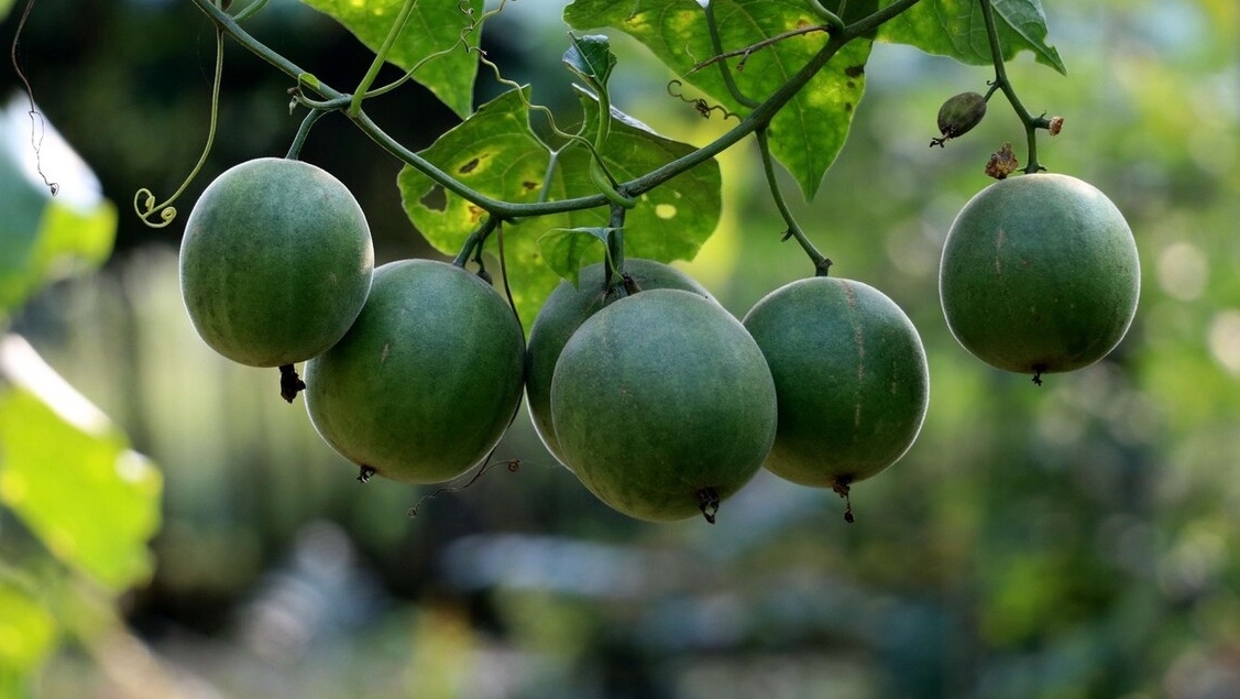 羅漢果的產(chǎn)地主要在哪里？有些什么共同特點(diǎn)？