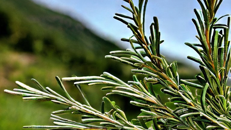 關(guān)注迷迭香的營(yíng)養價(jià)值，其常見(jiàn)食用方法有這些