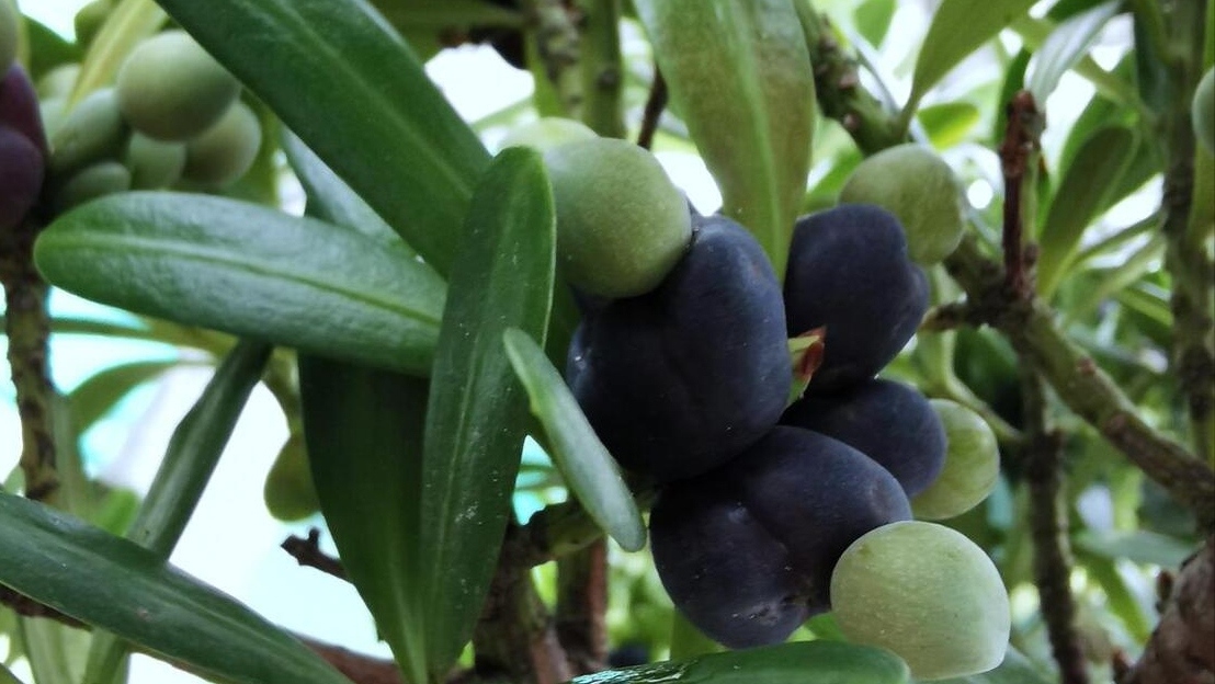 羅漢果富含3類(lèi)物質(zhì)，對人體健康有益