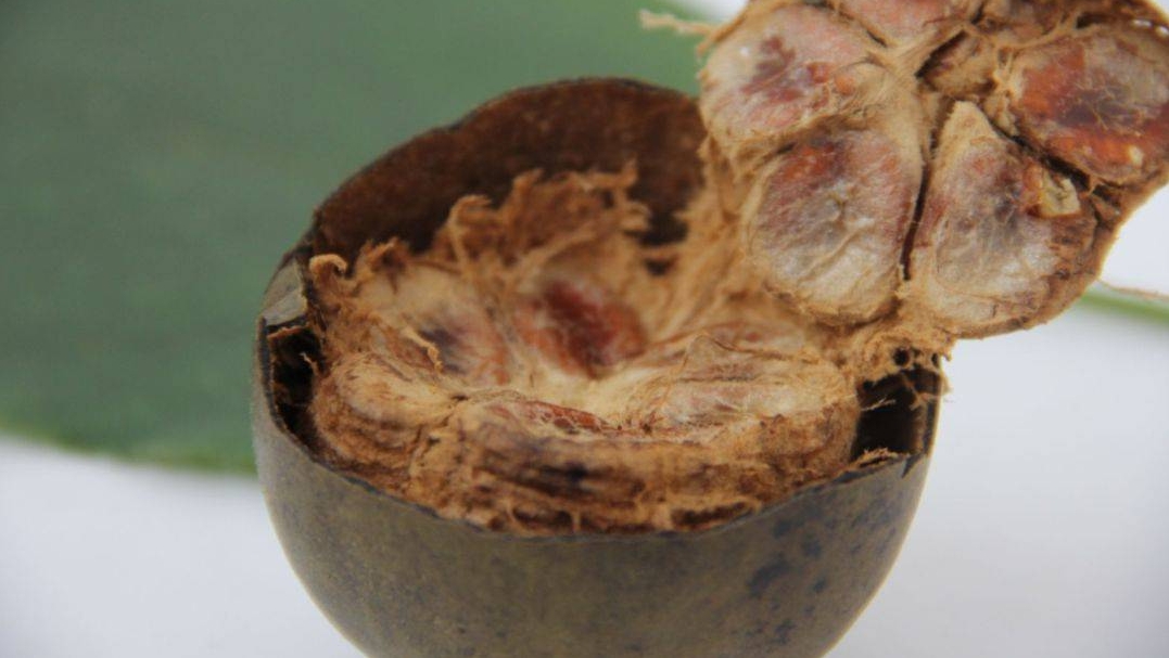 羅漢果提取物：極具性?xún)r(jià)比的提取物