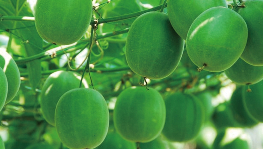 不能錯過(guò)羅漢果甜苷的四個(gè)理由