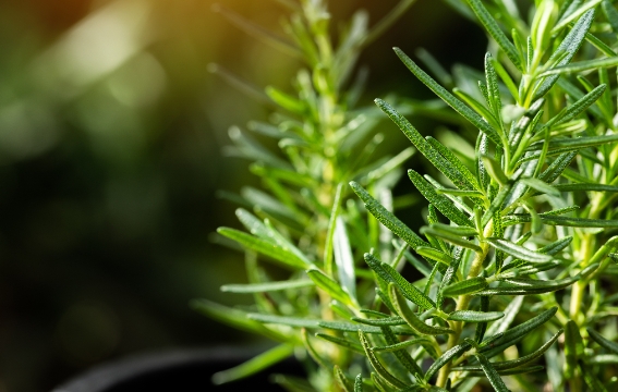 迷迭香提取物：農業(yè)市場(chǎng)中的引領(lǐng)者